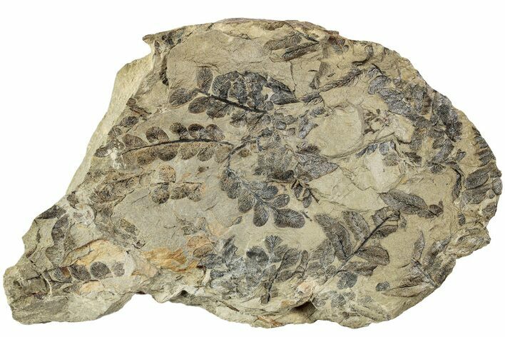 Pennsylvanian Fossil Fern (Pecopteris) Plate - West Virginia #232172